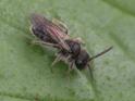 Andrena minutula.jpg